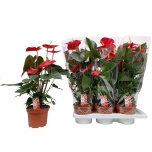 Anthurium Flamingolill andr Idaho 17cm