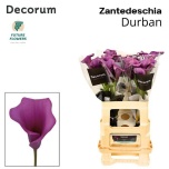 Zantedeschia Kalla Durban 60cm