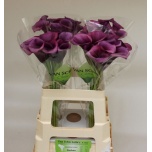 Zantedeschia Kalla Durban 60cm