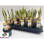 Narcissus Nartsiss Pueblo 7cm