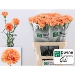 Dianthus Nelk ST Gobi*20