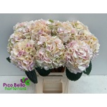 Hydrangea Hortensia My Beautiful Pinktouch Classic 60cm*5