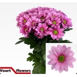 Chrysanthemum Krüsanteem SP Ballerina´s*5