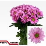 Chrysanthemum Krüsanteem Ballerina´s*5