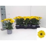 Osteospermum Kuldkakar gelato pineapple 10,5cm