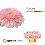 Gerbera MB Panucci*20