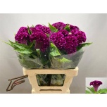 Celosia Mätashari Mystic 55cm