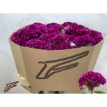Celosia Mätashari Mystic 80cm