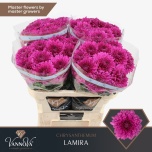 Chrysanthemum Krüsanteem BL Lamira 100gr*10