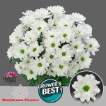 Chrysanthemum Krüsanteem SP Ilonka 80gr*5