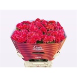 Celosia Mätashari Coral Diamonds 75cm