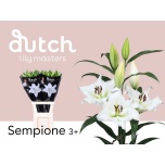 Lilium Liilia OR Sempione 85cm