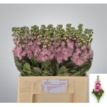 Matthiola Levkoi Mathilda Salmon