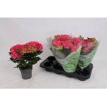 Hydrangea Hortensia macr hi fire 13cm