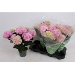 Hydrangea Hortensia macr River 13cm