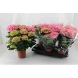 Hydrangea Hortensia macr Hi River 14cm
