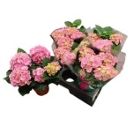 Hydrangea Hortensia macr Hi River 14cm
