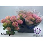 Hydrangea Hortensia Hi River 14cm