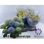 Hydrangea Hortensia River 14cm