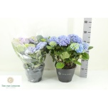 Hydrangea Hortensia macr River 23cm