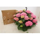 Hydrangea Hortensia macr River 27cm