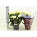 Hydrangea Hortensia M Crystal Palac 23cm