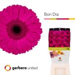 Gerbera GR Bon Dia