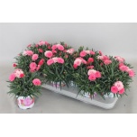 Dianthus I love u 10cm