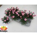 Dianthus Nelk I love u 11cm