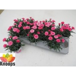 Dianthus Nelk I love u 11cm