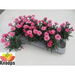 Dianthus Nelk I love u 11cm