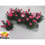 Dianthus Nelk I love u 11cm