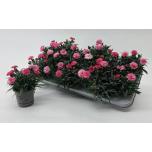 Dianthus Nelk I love u 11cm