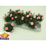 Dianthus Nelk I love u 11cm