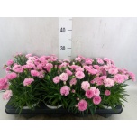 Dianthus I love u 12cm