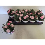 Dianthus Nelk I love u 12cm