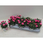 Dianthus Nelk I love u 10,5cm
