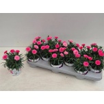 Dianthus Nelk I love u 10,5cm