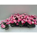 Dianthus Nelk I love u 10,5cm