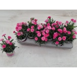 Dianthus Nelk I love u 10,5cm