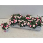 Dianthus Nelk I love u 10,5cm