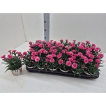 Dianthus Nelk I Love u 9cm
