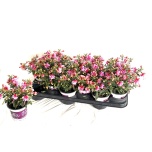 Fuchsia Fuksia bella fuchsia bianca 10cm