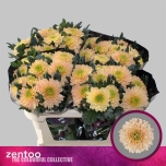 Chrysanthemum Krüsanteem Cuscino