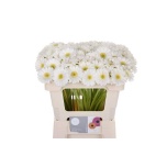 Gerbera MINI Ringo*20