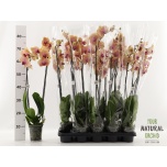 Phalaenopsis Kuuking caribbean dream 12cm h75 2õv