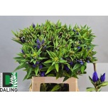 Gentiana Emajuur just blue 60cm