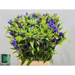 Gentiana Emajuur Just Blue 70cm