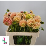 Dahlia Daalia Sweet Suzanne 55cm