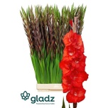 Gladiolus Gladiool Bunga